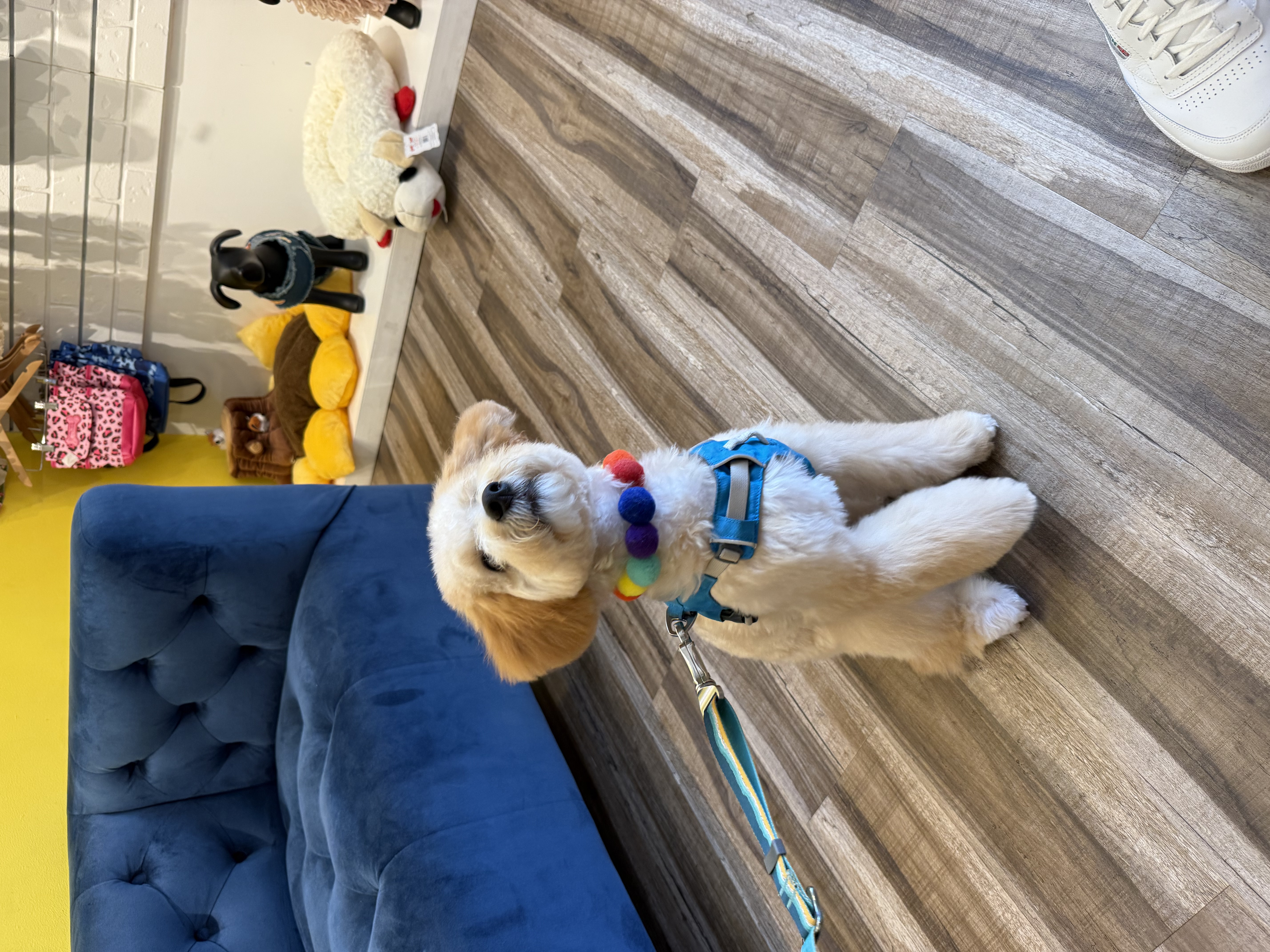 Alfie after a fresh grooming appointment