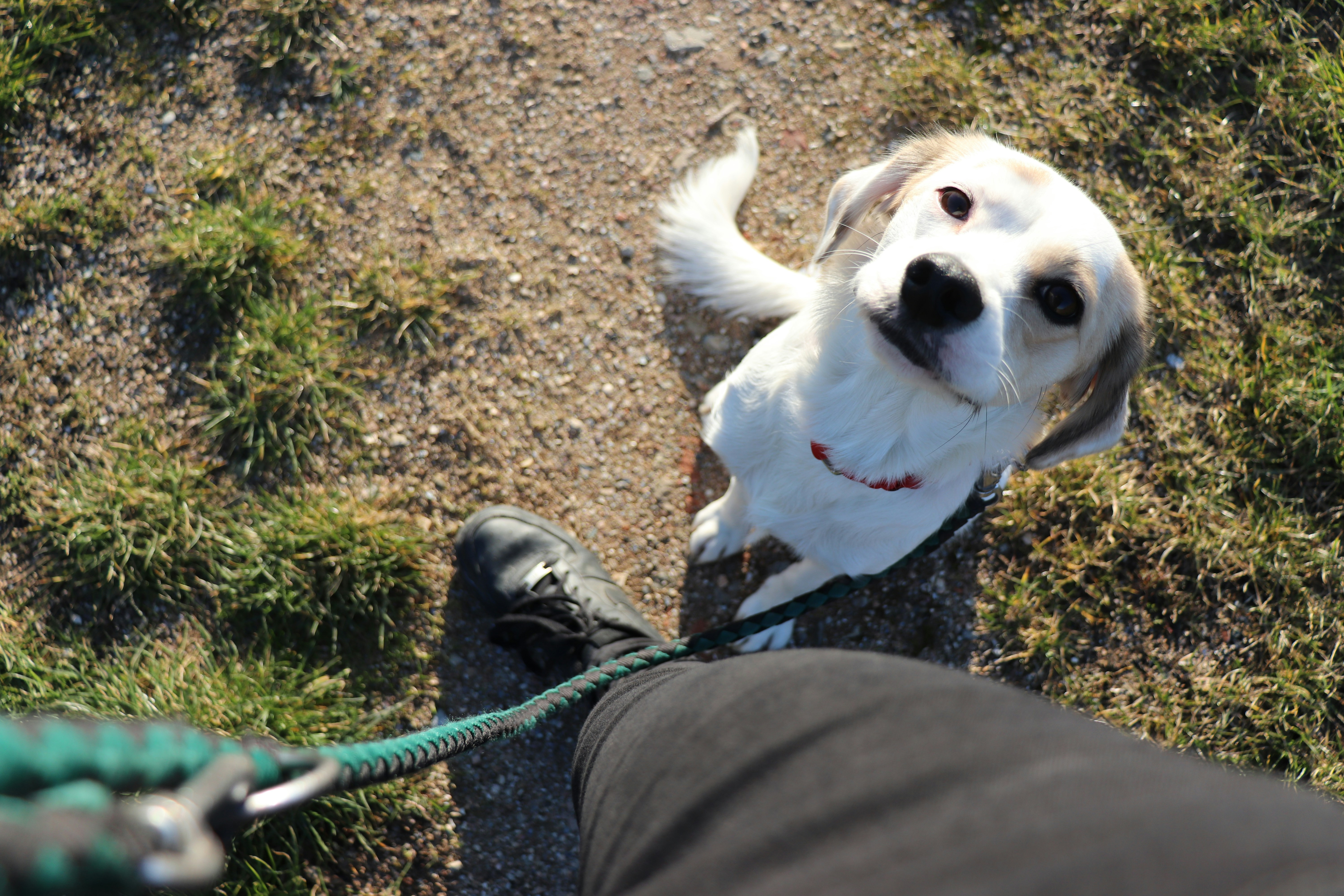 Happy dog with owner on a walk